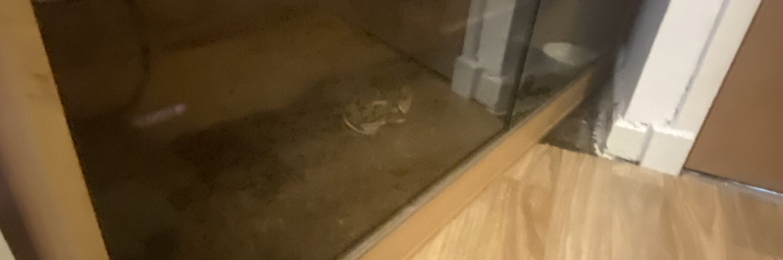 Royal python and enclosure