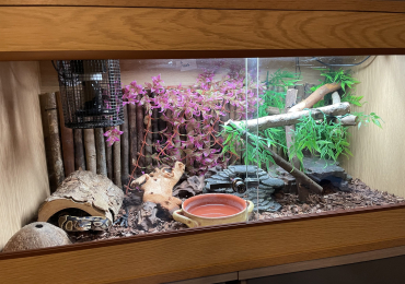 8month old royal python