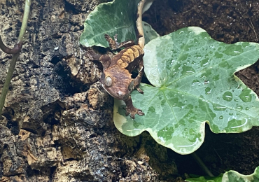 Baby crested geckos available