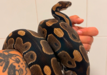 Royal python male for sale