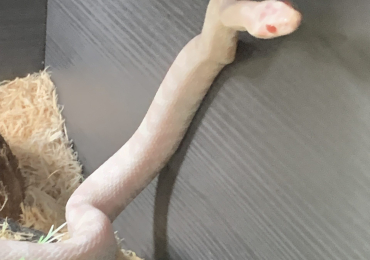 Corn snake and full set up for sale
