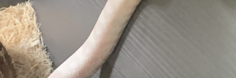 Corn snake and full set up for sale