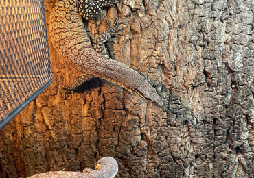 Kimberley Rock Monitor PROVEN PAIR