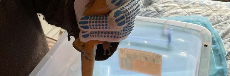 Breeding pair Major Skinks