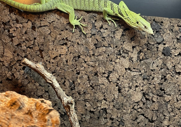 Varanus Reisingeri female 13 months old