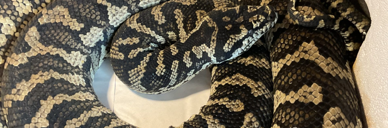 Beautiful Jungle carpet python
