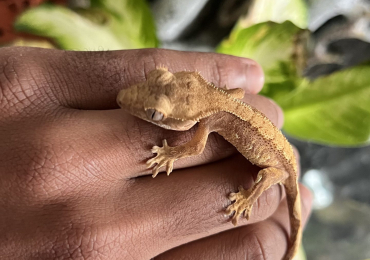 Sandstone Gecko
