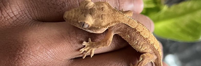 Sandstone Gecko