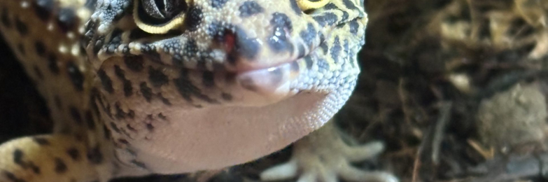 Leopard gecko