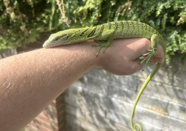 Varanus Reisengeri PAIR (Yellow Tree Monitors)
