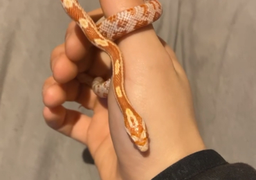 female cornsnake