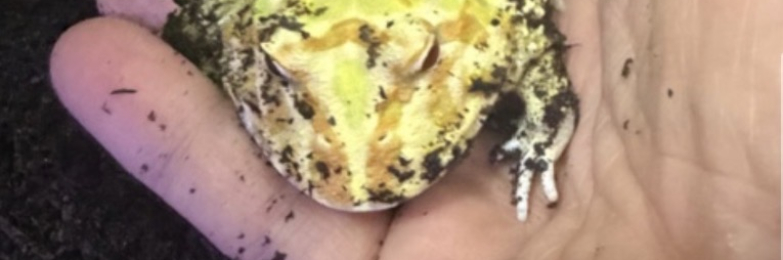 Albino Pacman frog