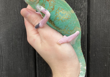 Yemen Chameleons