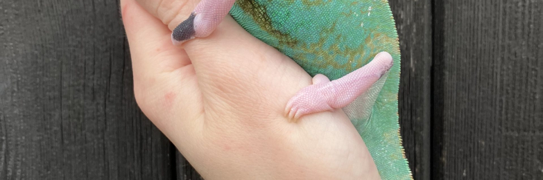 Yemen Chameleons