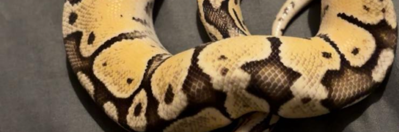 Snake