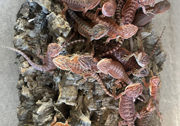 Baby red bearded dragons