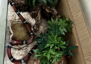 Healthy 10 year old Mexican milk snake for sale. Happy to be handled by children and adults.