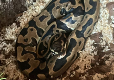 Ball python
