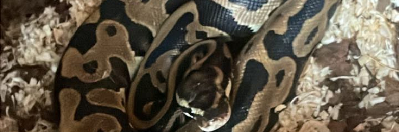 Ball python