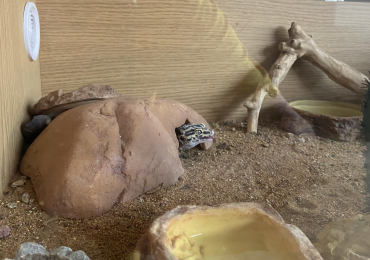 Leopard Gecko for sale