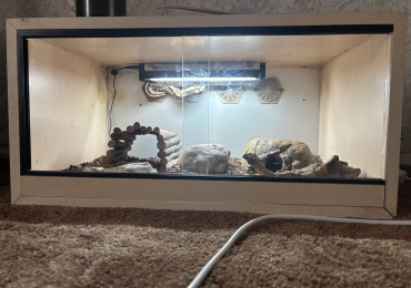 Python snake