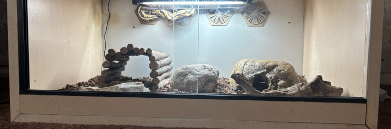 Python snake