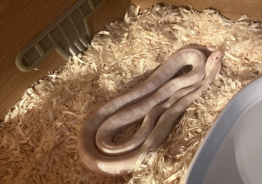 Corn snake with vivarium