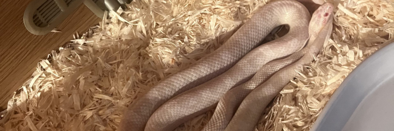 Corn snake with vivarium