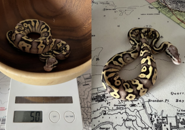 Pastel Fire het Clown