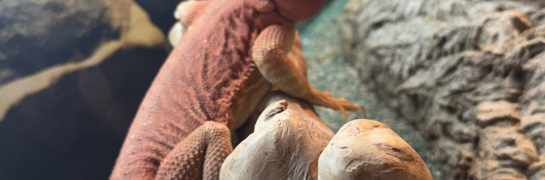 Bearded dragon with Viv