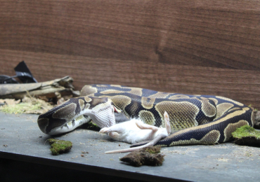 Female ball python for sale