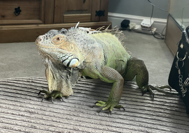 Green iguana and setup