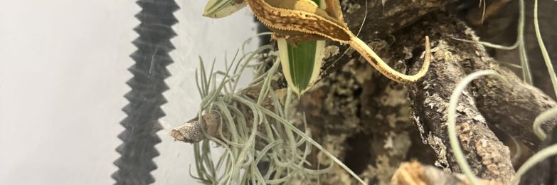 Tri color crested gecko with enclosure