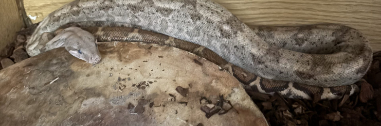 Female Hog island boa for sale