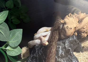 Snow corn snake