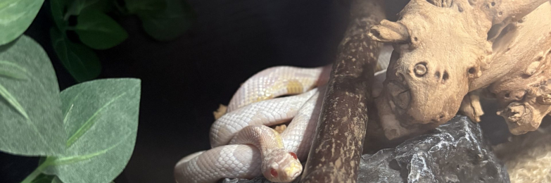 Snow corn snake