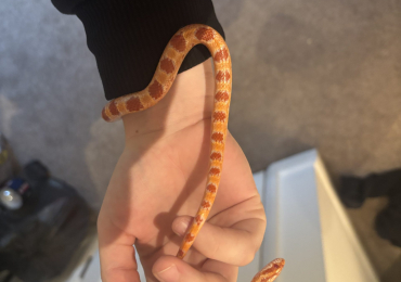 Haven ( corn snake)