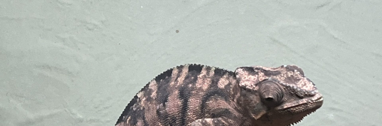 Female Panther chameleon