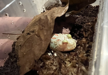 Baby Pac-Man froglet