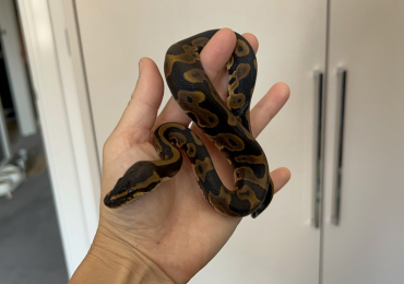 🐆 Leopard Ball Pythons – Sharp Patterns & Curious Personalities