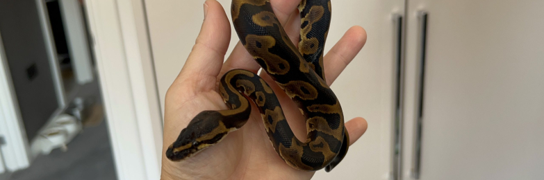 🐆 Leopard Ball Pythons – Sharp Patterns & Curious Personalities