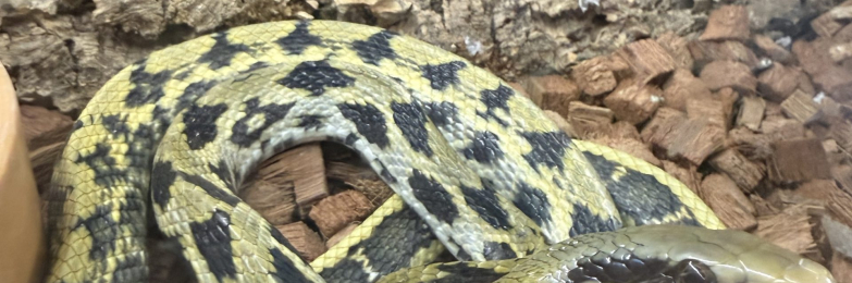 2x snakes vivs included