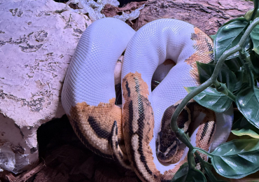 Asphalt yellow belly Pied ball python