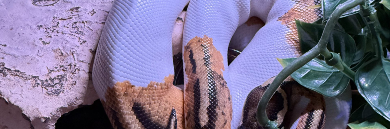 Asphalt yellow belly Pied ball python