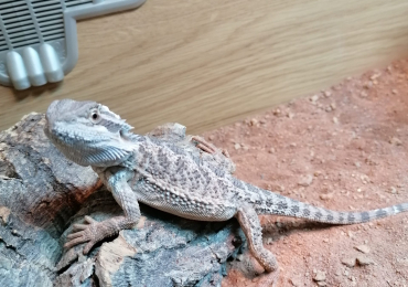 Bearded dragons (sandfire x normal)