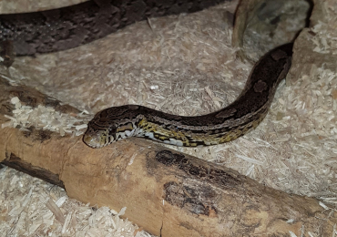 Male Anery Corn Snake