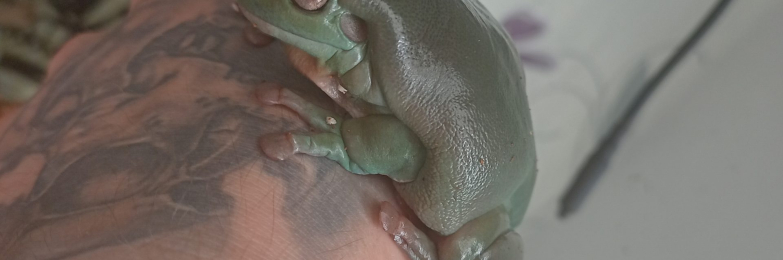 Whites tree frogs