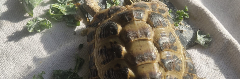 14 year old horsefield tortoise with enclosure & accessories