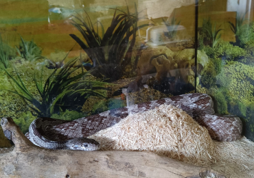 Ancient Breed of Rat Snake + Viv, Heat Mat and Accessories