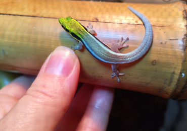 Neon Day Gecko/Phelsuma klemmeri